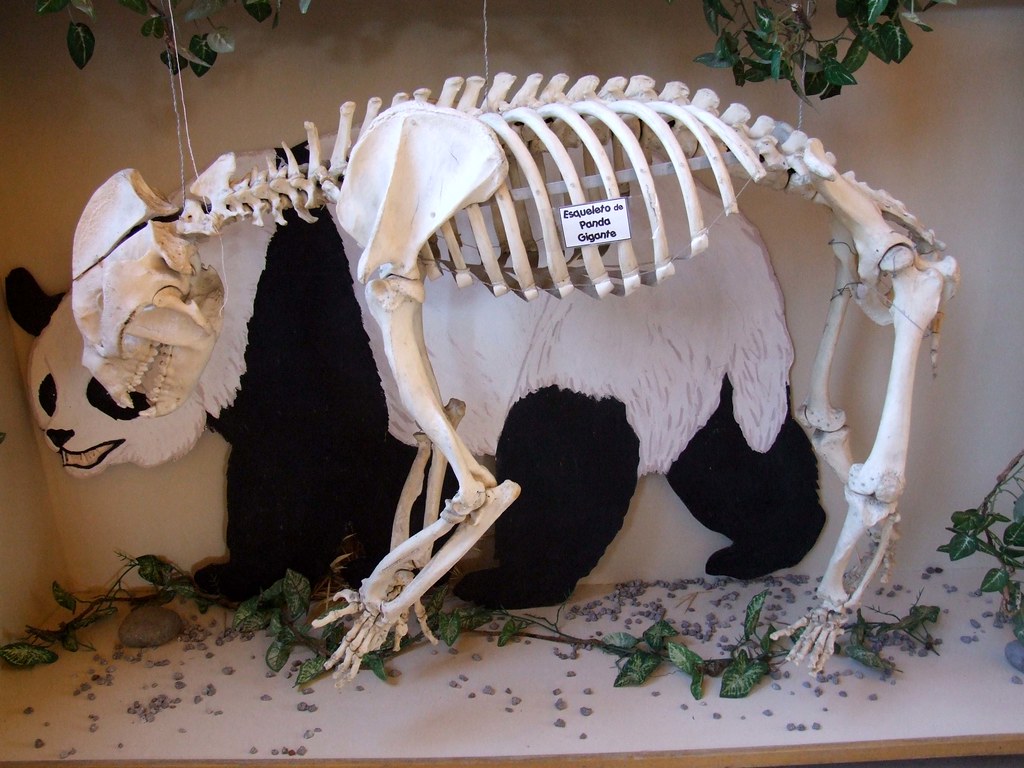 Panda Skeleton | The more I see of the skeleton of the panda… | Flickr