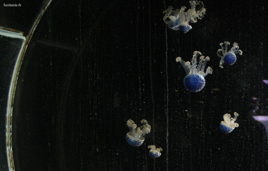 Des méduses dans un vivier