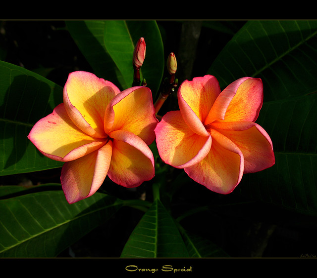 Thailand Flowers - The Plumeria Orange Special | Here is the… | Flickr