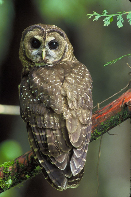 Spotted Owl photo by John and Karen Hollingsworth, USFS Region 5 Pacific Southwest