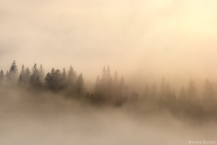 Image result for autumn fog
