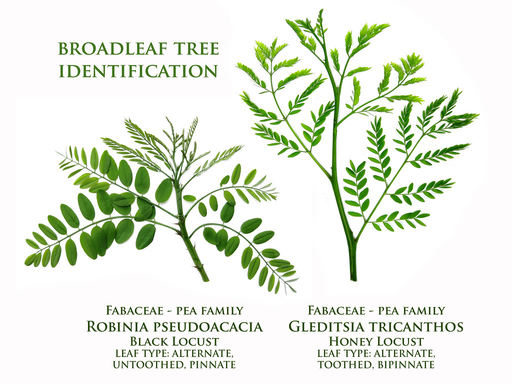 black-locust-v-honey-locust-broadleaf-tree-identification-flickr