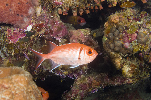Image result for blackbar soldierfish