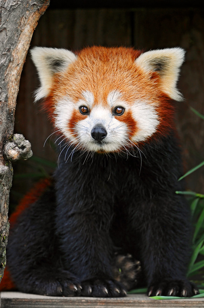 Posing red panda 2 | Another shot of this cute red panda, ta… | Flickr