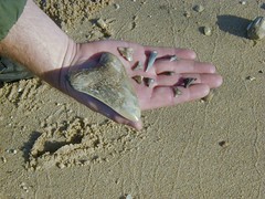Hunt for fossils like this Megalodon at Westmoreland State Park, Va