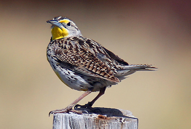 Western Meadowlark (Juvenile) | Western Meadowlark (Juvenile… | Flickr