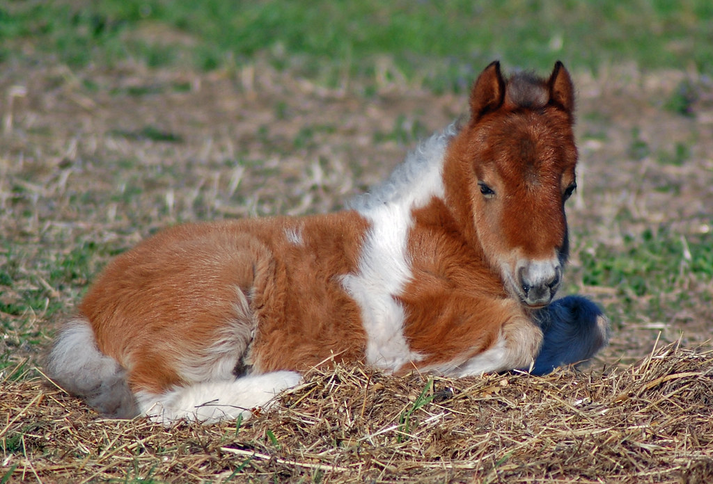 A baby Shetland Pony 