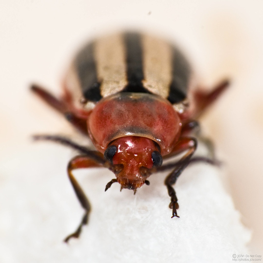 Small Red Striped Beetle Jciv Flickr   3460968958 649fedea5c B 