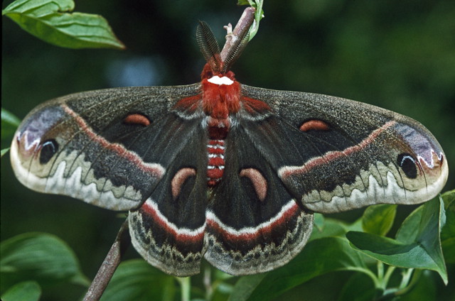 Image result for cecropia moth