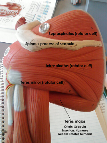 Rotator cuff muscles, posterior view | samia02871 | Flickr