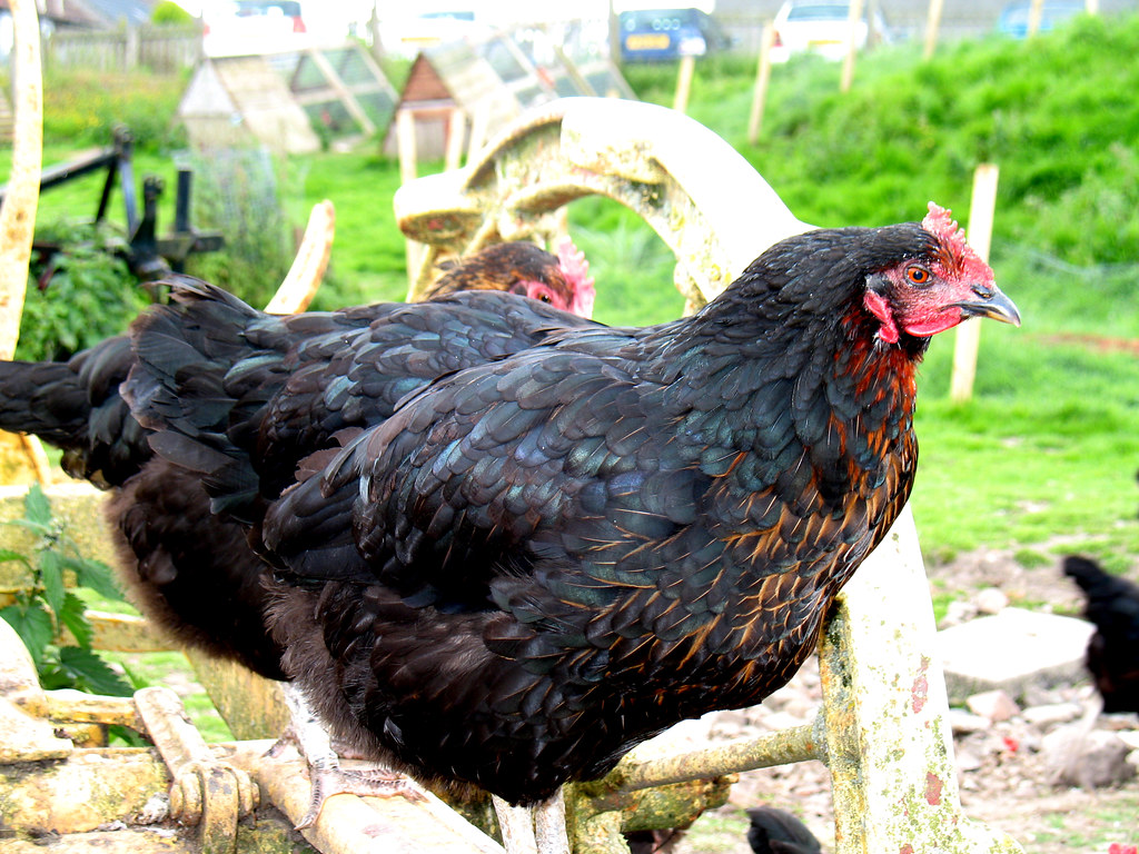 Black rock Chicken | Taken at Knowetop farm Scotland | wysiwygmol | Flickr
