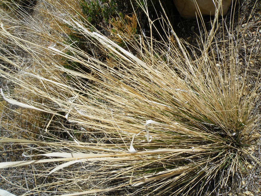 Needle and Thread Grass | Needle and Thread Grass (Stipa Com… | Flickr