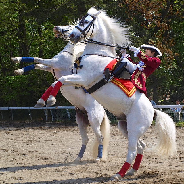 andalusian-horse-performance-best-viewed-large-tanakawho-flickr