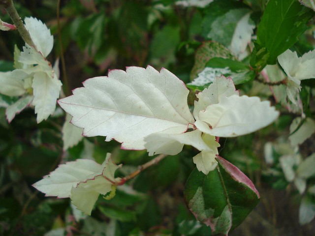 Hibiscus Plant (White leaves and Green leaves) | Hibiscus Fl… | Flickr