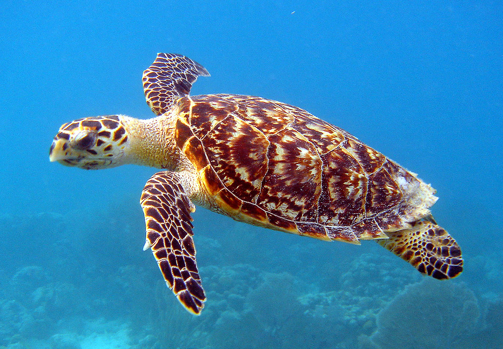 Hawksbill Sea Turtle/ Carey de Concha Scientific name