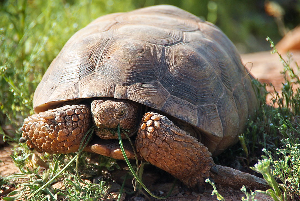 Sonoran desert tortoise - McDowell Sonoran Preserve - in s… | Flickr