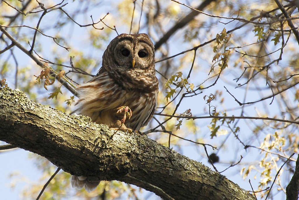 Barred Owl | Wapanocca NWR, Crittenden County, Arkansas | David Hollie ...