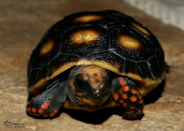 Redfoot Tortoise Baby | j.d.campbell | Flickr