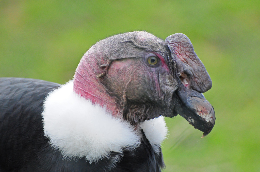 Andean Condor (Vultur gryphus), Chester Zoo | Andean Condor … | Flickr