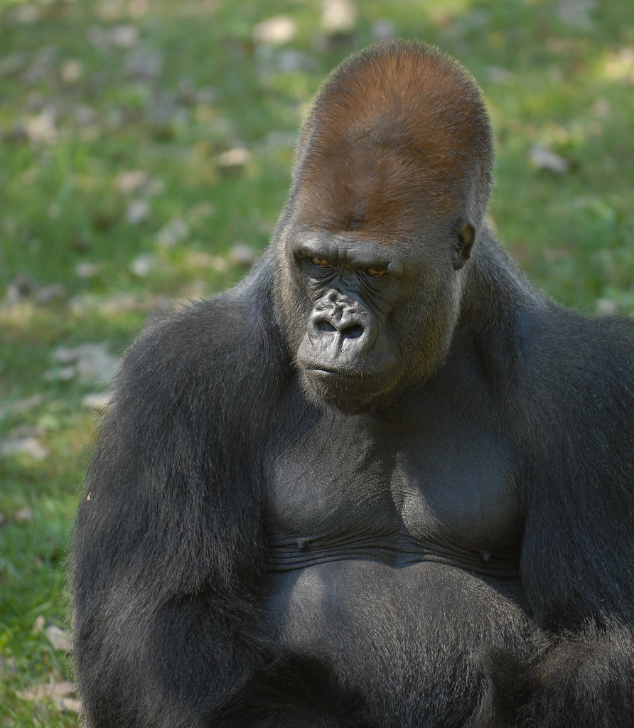 male silverback weight