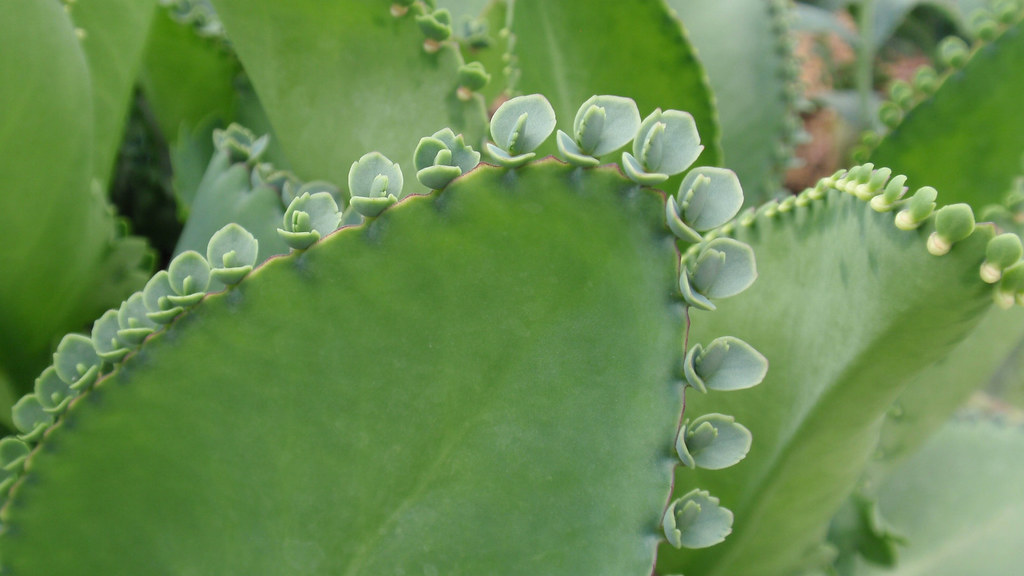 Kalanchoe laetivirens - Crassulaceae | Monceau | Flickr