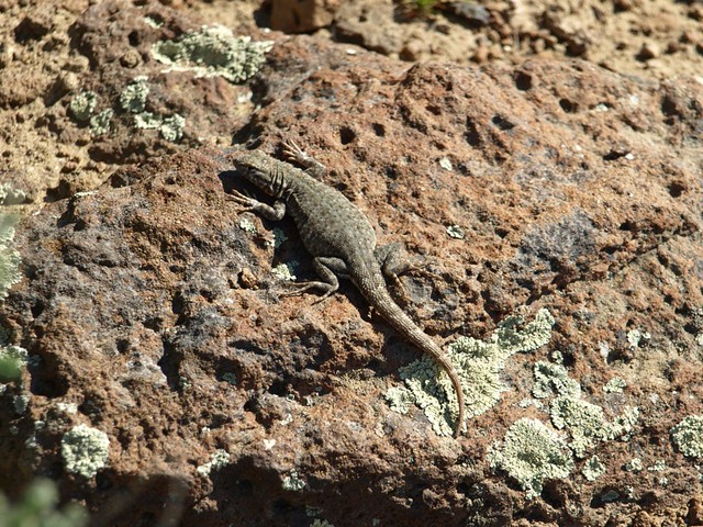 Lizard on a rock