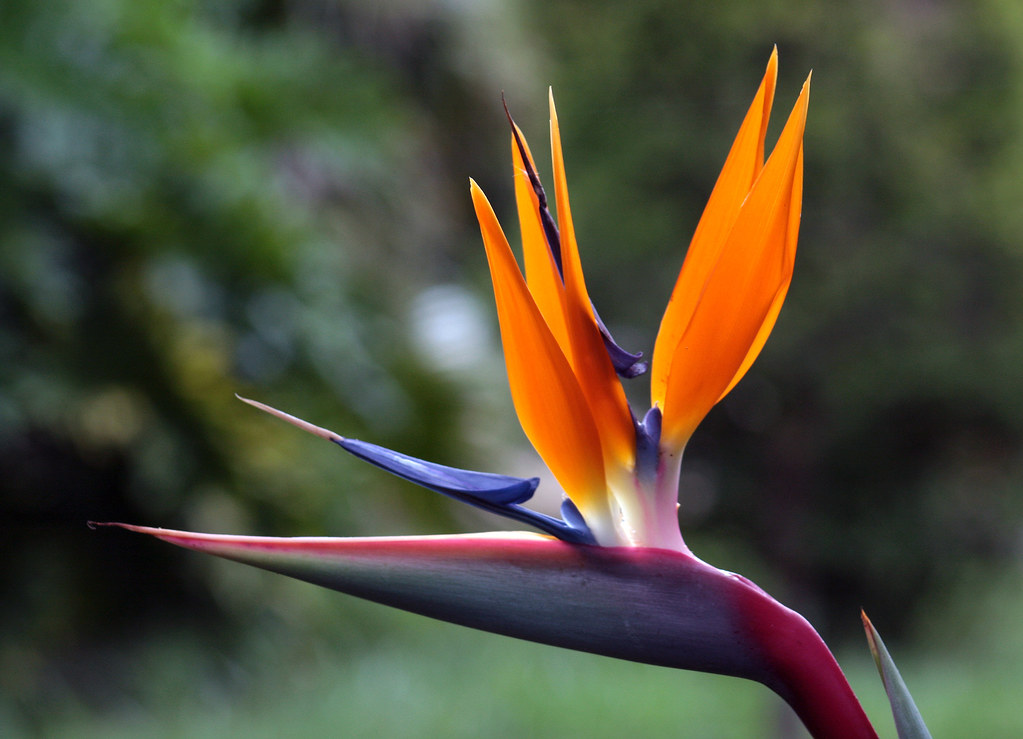 Estrelicia ou Ave do Paraíso - (Bird of Paradise) - (Strel… | Flickr