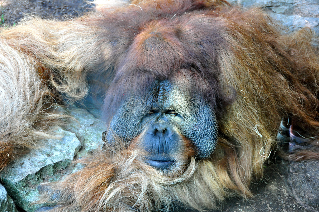  Clyde  the orangutan  You can read about Clyde  here 