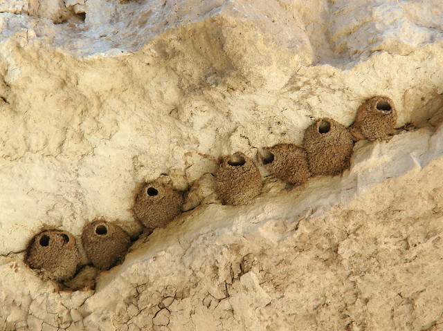 Cliff Swallow nests | Flickr - Photo Sharing!