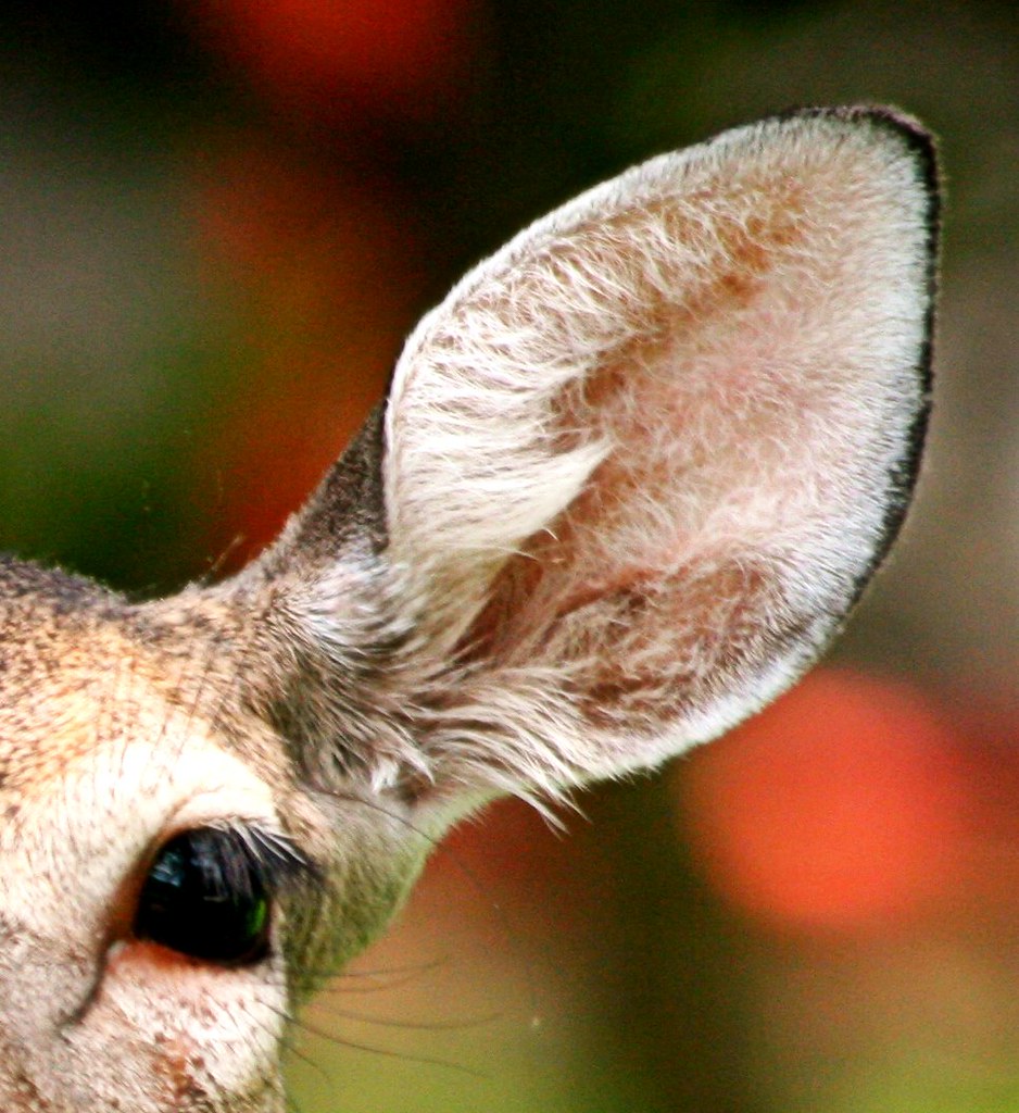 Deer Ear | a deer ear for those of you who have never been u… | Flickr