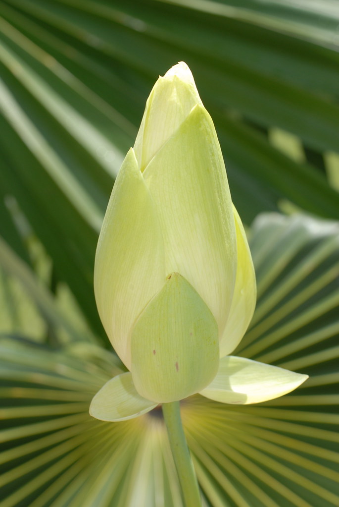 Lotus Flower Bud | The lotus flower bud rises in the bright … | Flickr