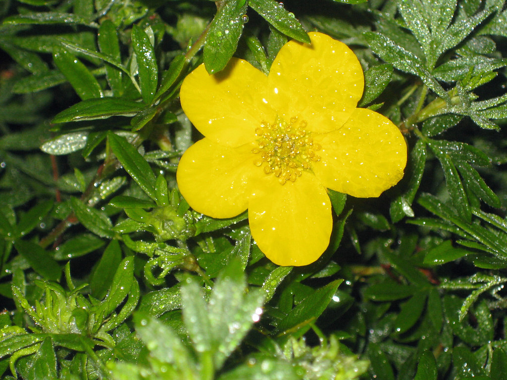 yellow-5-petal-flower-a-flower-in-my-garden-click-all-si-flickr