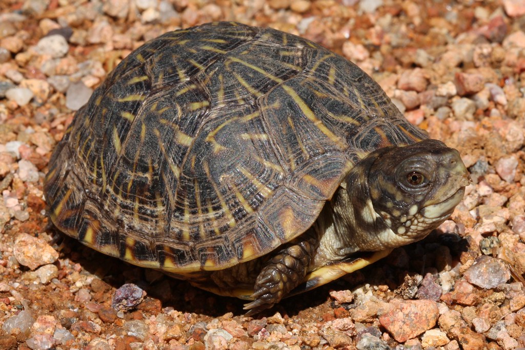 Ornate Box Turtle (juvenile) | Terrapene ornata. Captive ani… | Flickr