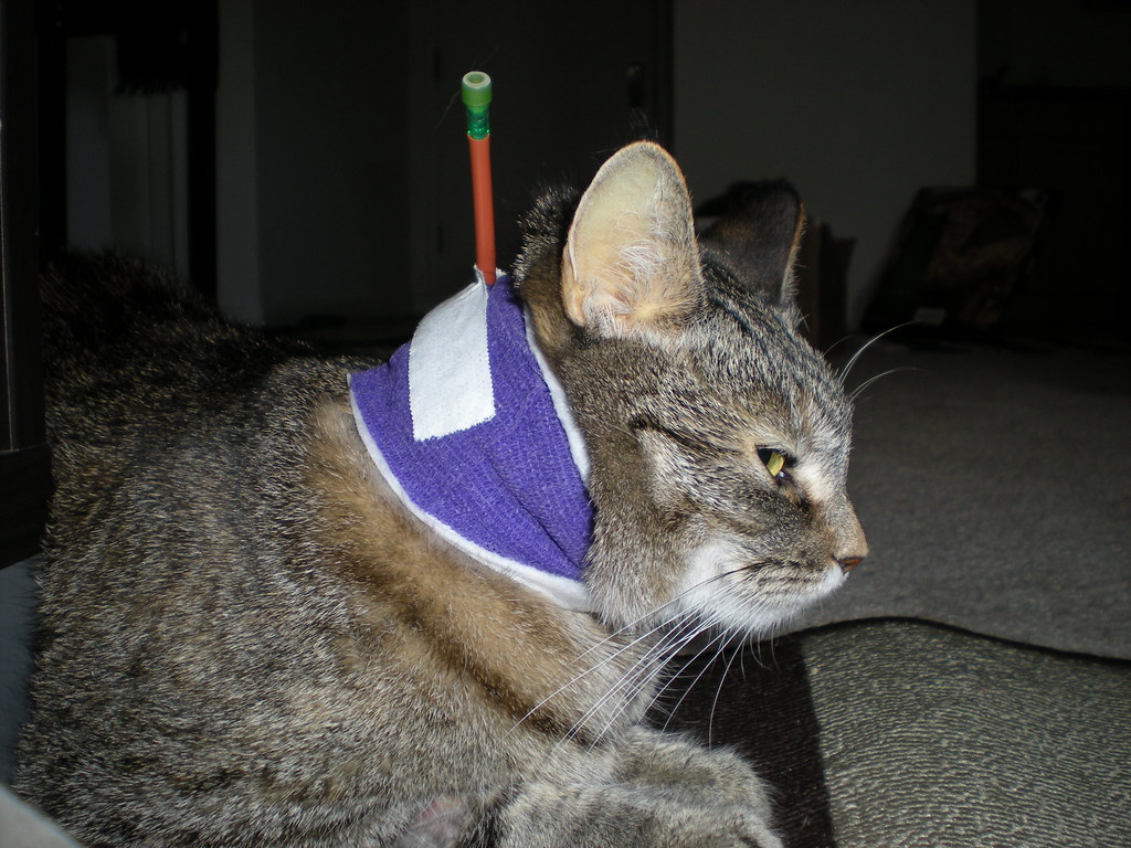 Ellie's feeding tube. My remote control cat. (esophageal f… Flickr