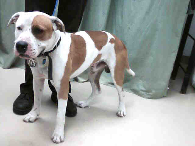 Brown with Black Nose Patched Male Pit Bull White male