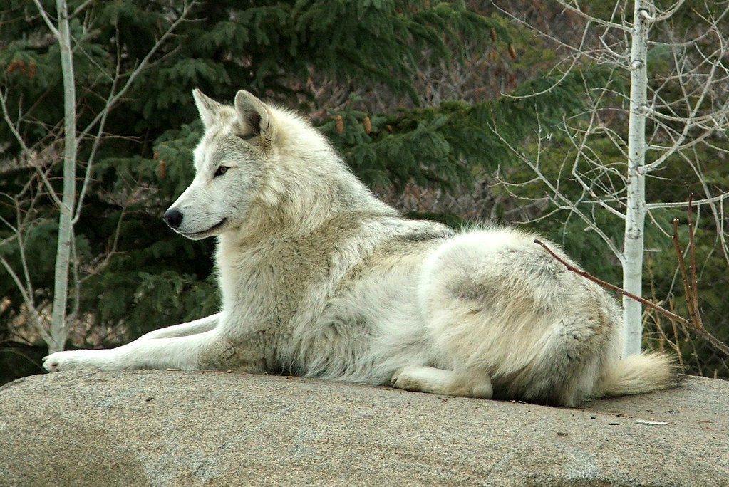 great-plains-wolf-what-s-that-great-plains-wolf-minnesota-flickr