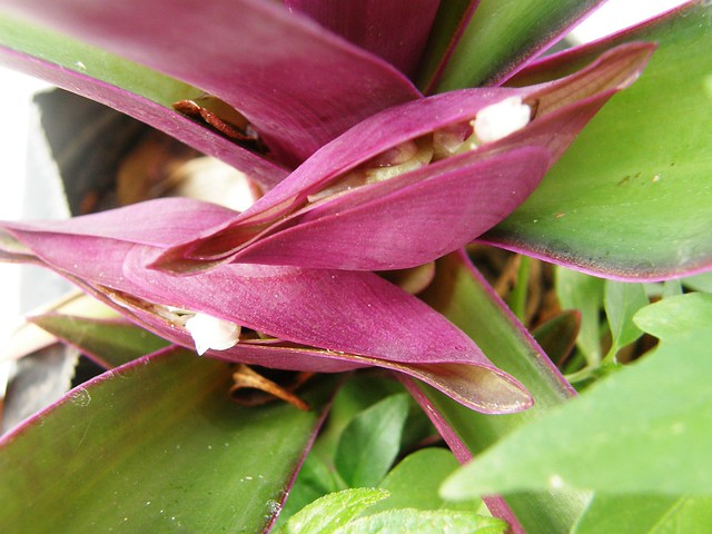 flor de planta cubana Tradescantia spathacea