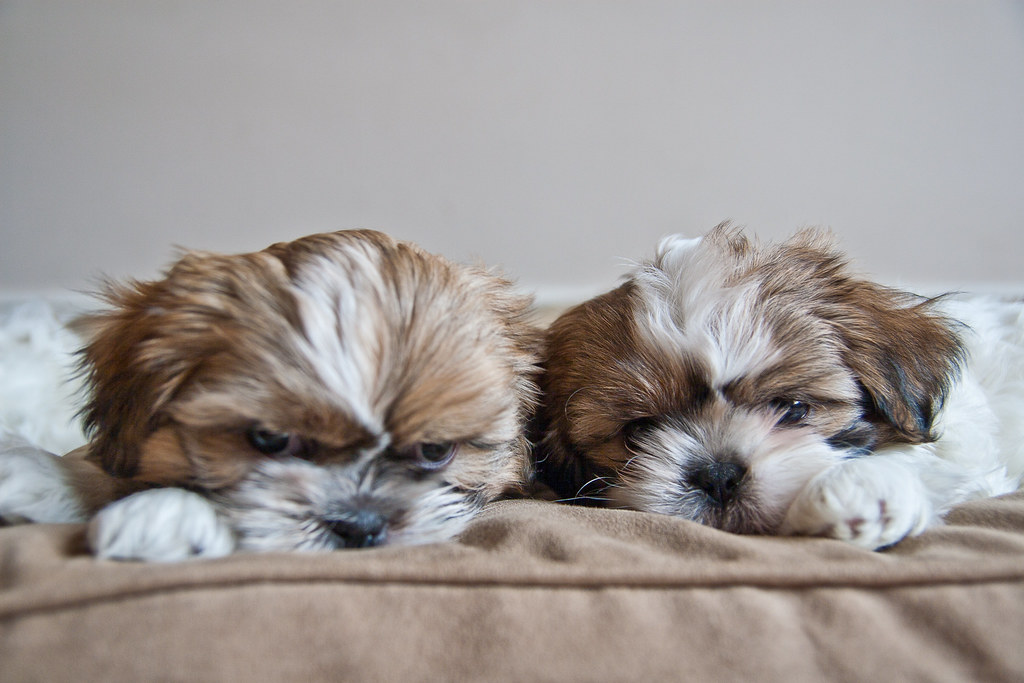 Shih Tzu 7 week old Puppies The shih Tzu puppies are