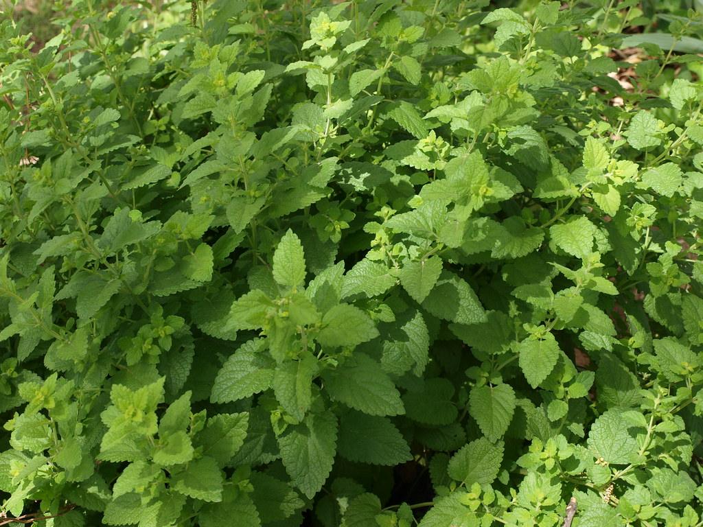 Benefits Of Mint Leaves, Reduce Abdominal Pain To Prevent Cancer