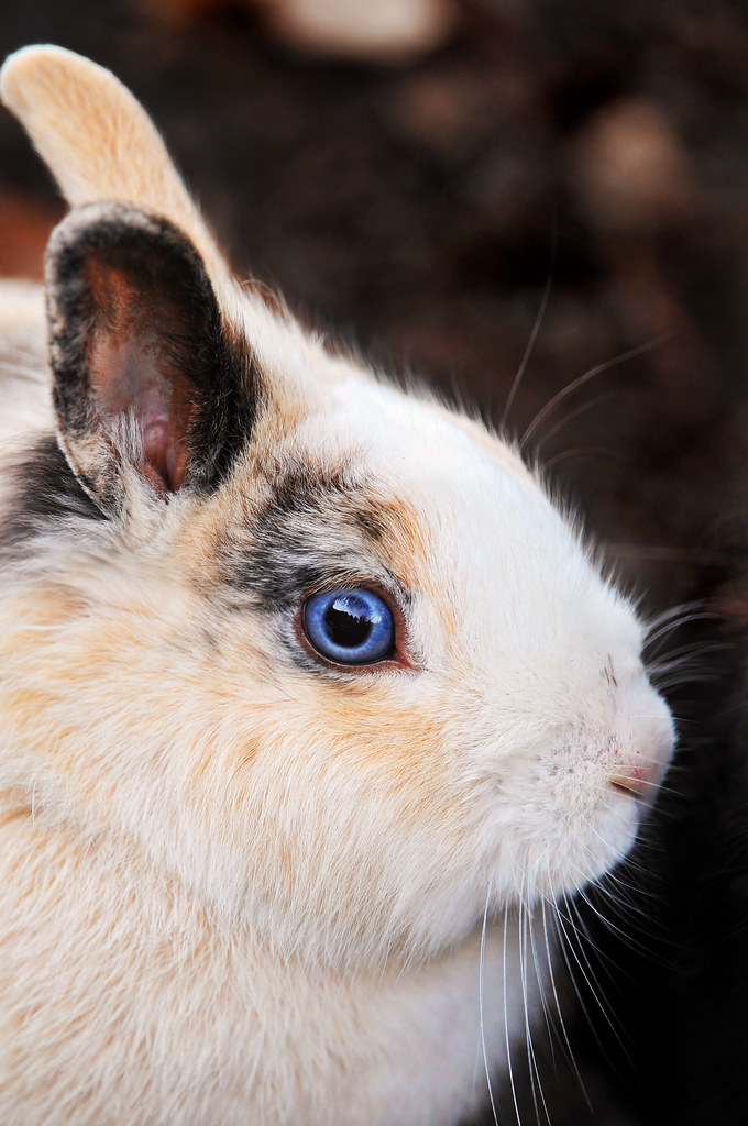 Ice blue eyes | I was fascinated by the eyes of this rabbit â€¦ | Flickr