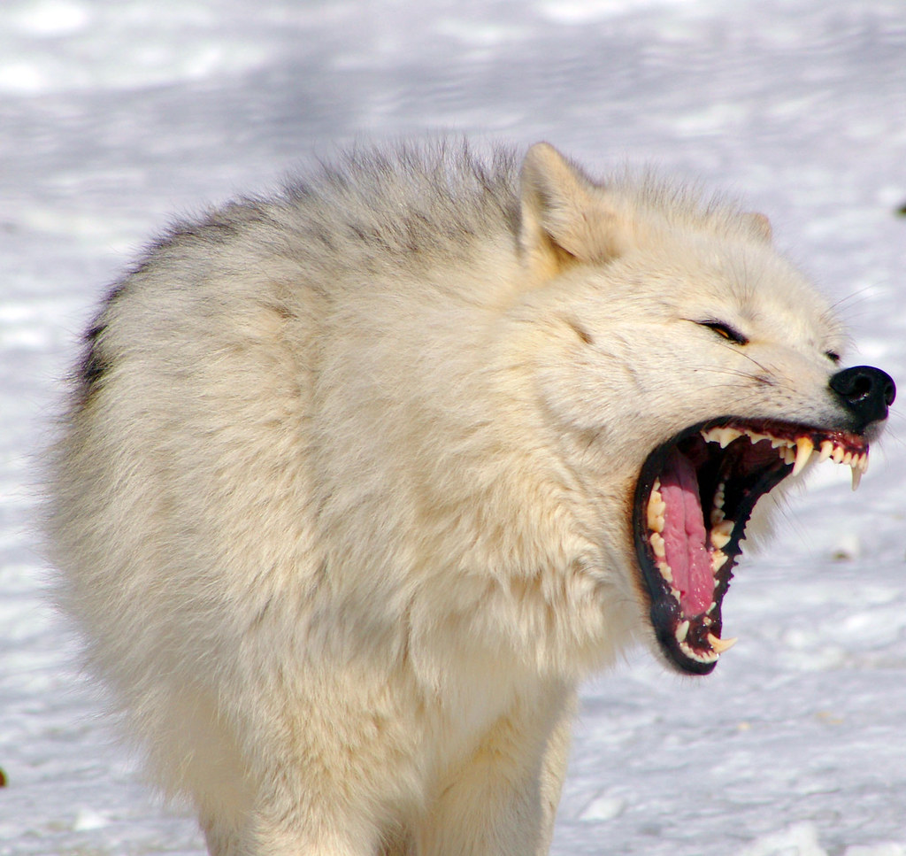 Wolf Growl ~ Wolf Maned Animals Wolves Facts Really Leggy Dumb Cycle ...