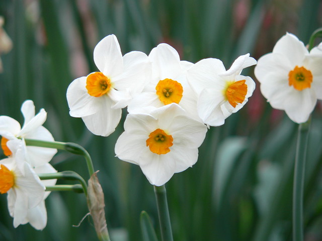 Narcissus in Bloom  One of many varieties of Narcissus bloo 