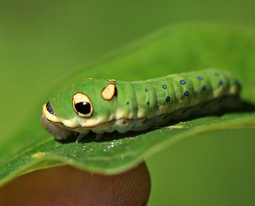 A picture of an older ETS caterpillar on a leaf