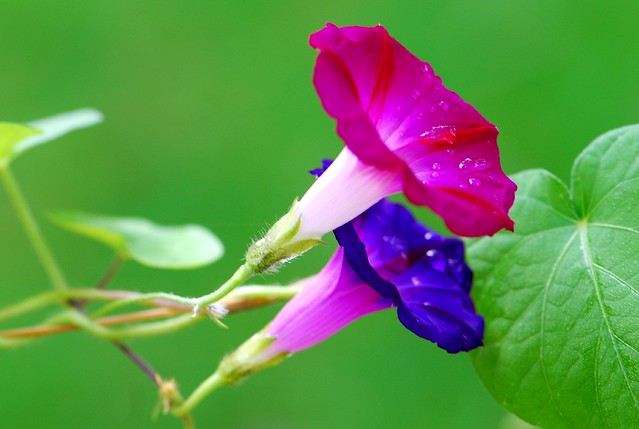Flower and colours, Ipomoea, Morning glory | Please NO ...