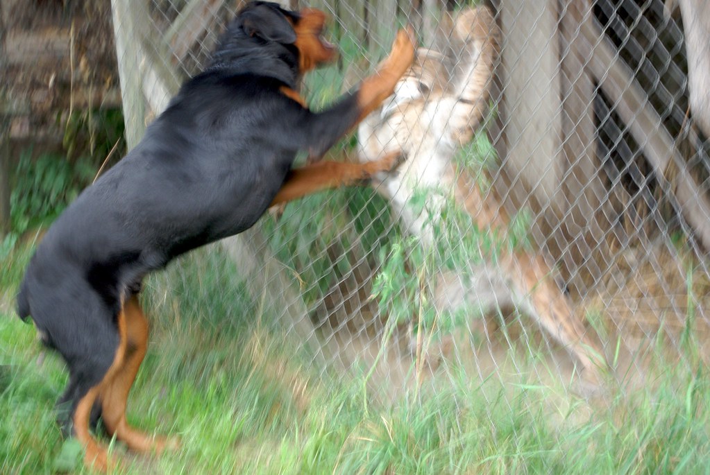 caged lynx fighting with rottweiler Alejandro