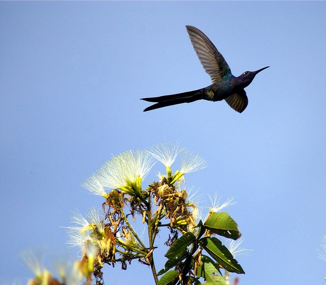 His Majesty humminbird | A sua majestade o beija-flor!!! | Flickr