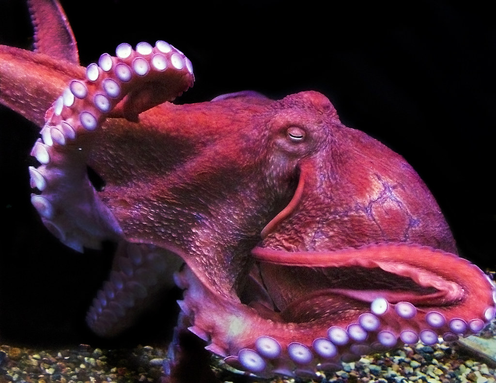 angry giant octopus