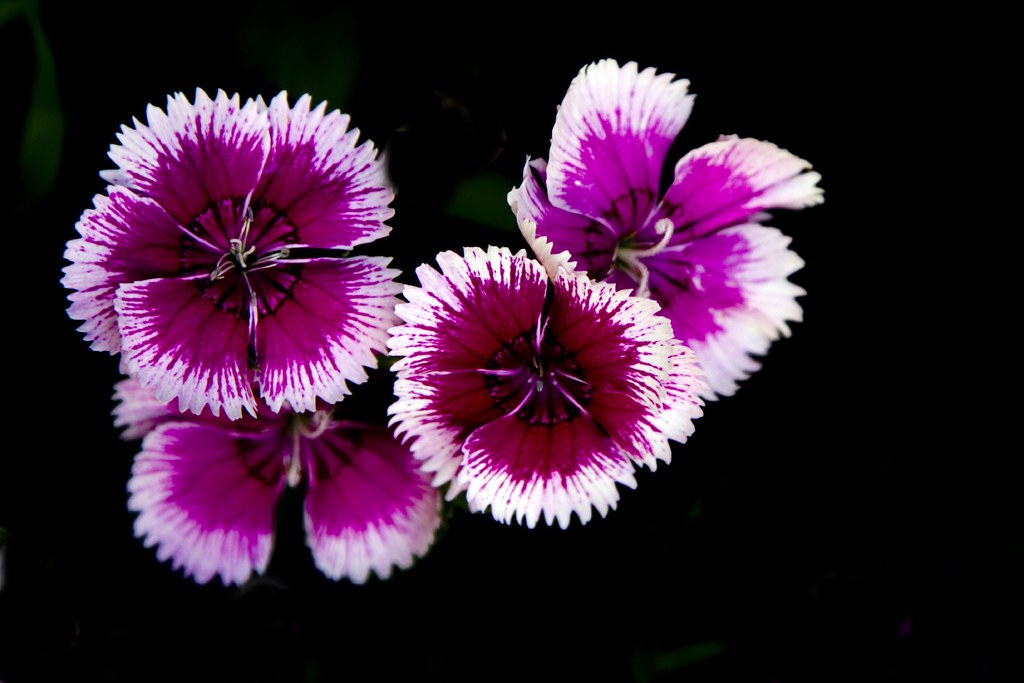 Purple Passion | Please view in the large size. | Al Meilan | Flickr