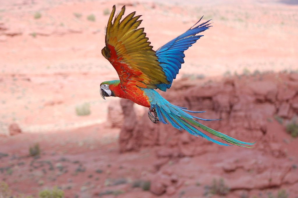 macaw in flight | To see our birds flying outside visit us ...