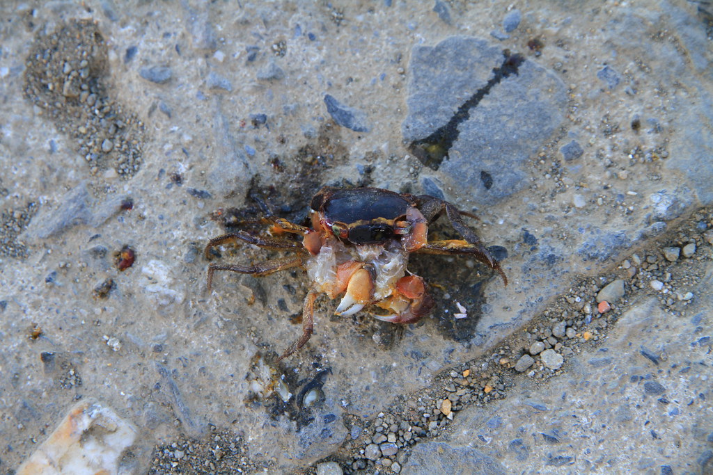 奧氏後相手蟹遭車輛輾斃。圖片攝於蘭嶼，圖片來源：賴鵬智（CC BY-NC-ND 2.0）。
